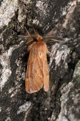 Ptilophora variabilis