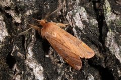 Ptilophora variabilis