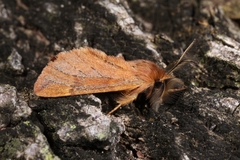 Ptilophora variabilis