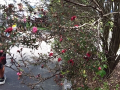 Leptospermum scoparium