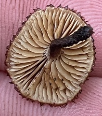 Phaeomarasmius