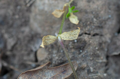 Septoria stellariae