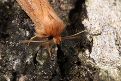 Ptilophora variabilis