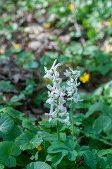 Corydalis cava