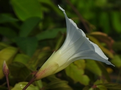 Distimake macrocalyx