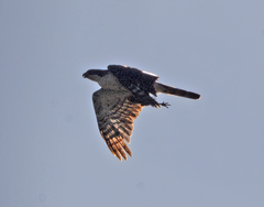 Accipiter melanoleucus