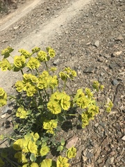 Euphorbia serrata