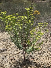 Euphorbia serrata