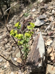 Euphorbia serrata