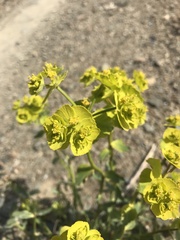 Euphorbia serrata