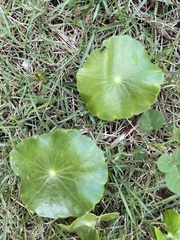 Hydrocotyle verticillata