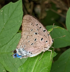 Pseudolycaena marsyas