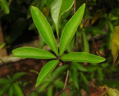 Distimake macrocalyx