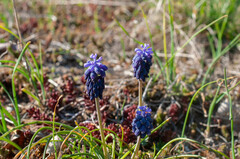 Muscari neglectum