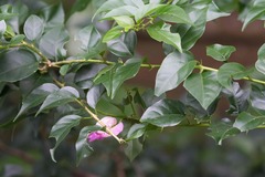 Bougainvillea glabra