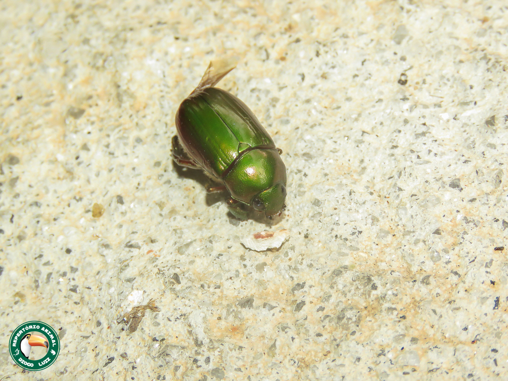 Pelidnota rostrata