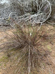 Crocanthemum aldersonii
