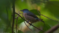 Dacnis venusta