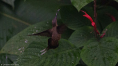 Phaethornis longirostris