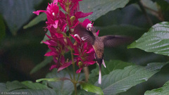 Phaethornis longirostris