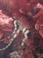 Ophioderma panamense