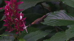 Phaethornis longirostris