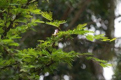 Calliandra surinamensis