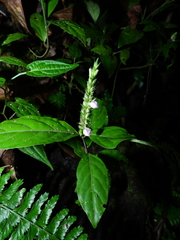 Dianthera cayennensis