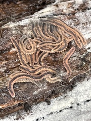 Gosodesmus claremontus