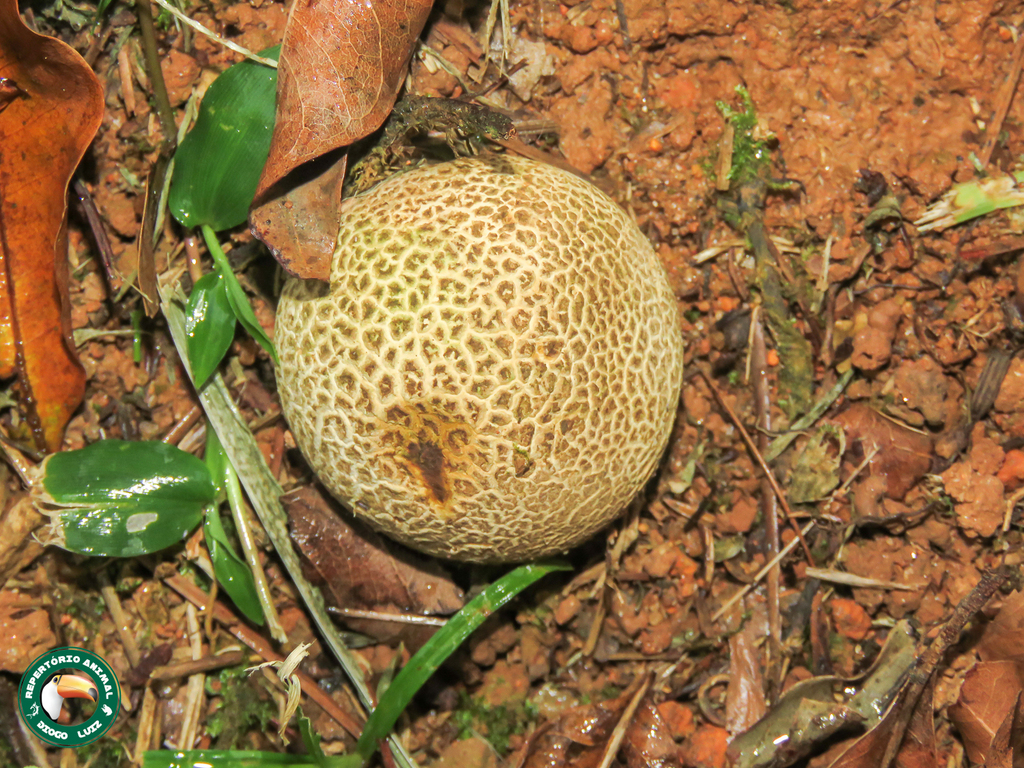 Scleroderma citrinum · December 2022 · photo: © diogoluiz (iNaturalist, cc-by)