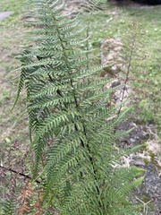 Pityrogramma calomelanos