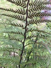 Pityrogramma calomelanos