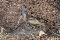 Plegadis chihi