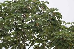 Cecropia obtusifolia