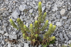 Sideritis montana