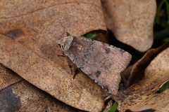 Cerastis faceta