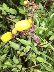 Calceolaria