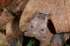 Cerastis faceta