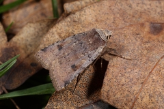 Cerastis faceta