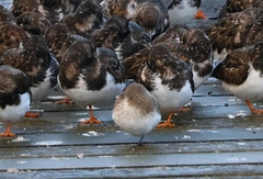 Calidris alpina