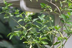 Citrus × latifolia