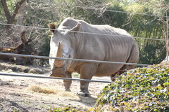 Rhinocerotidae