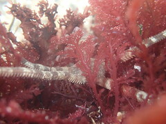 Ophioderma panamense