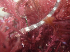 Ophioderma panamense