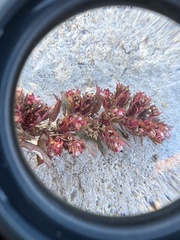 Euphorbia conferta