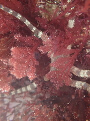 Ophioderma panamense