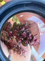 Euphorbia conferta