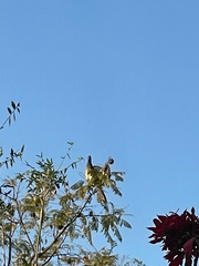 Ortalis poliocephala