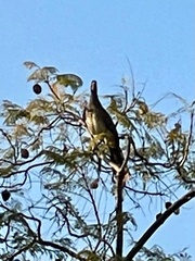 Ortalis poliocephala