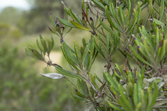 Comarostaphylis diversifolia diversifolia